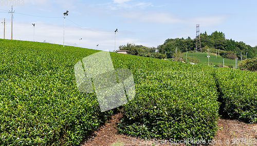 Image of Tea farm