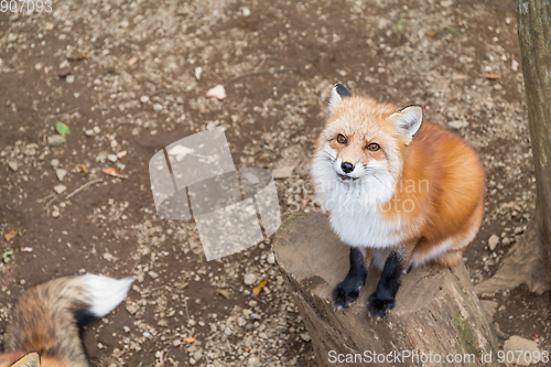 Image of Fox looking up and waiting for food