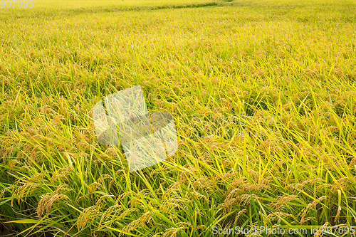 Image of Rice meadow