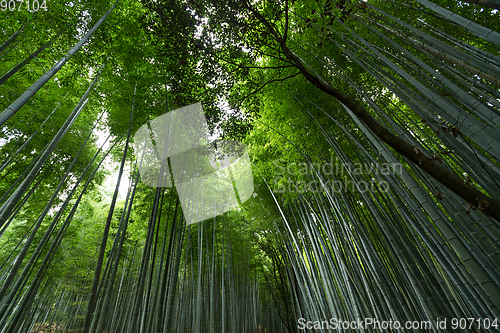 Image of Bamboo forest in Japan