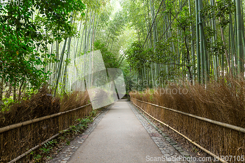 Image of Bamboo forest