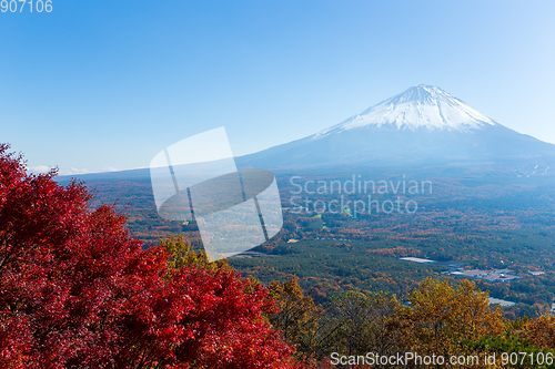 Image of Maple tree and fuji