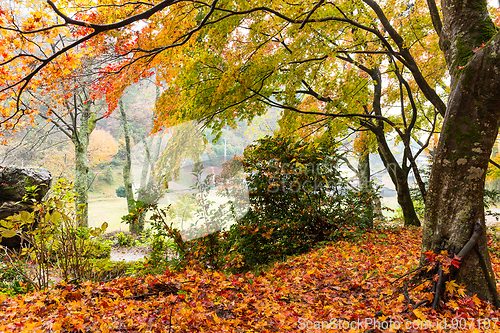 Image of Autumn landscape in garden