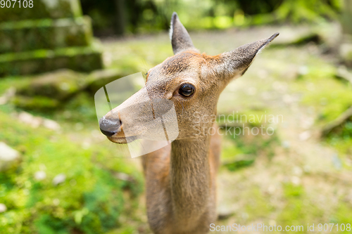 Image of Japanese temple and deer