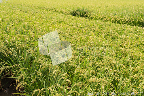 Image of Fresh Green Rice field