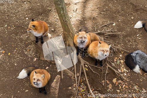 Image of Many red fox looking for feeding food