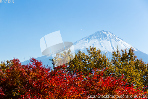 Image of Mountain fuji and maple tree