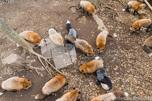 Image of Fox eating toegther