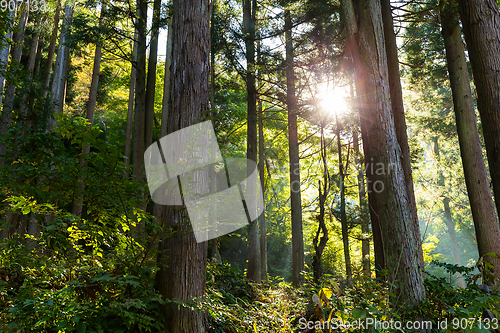 Image of Green Forest