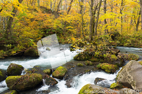 Image of Oirase Stream in fall