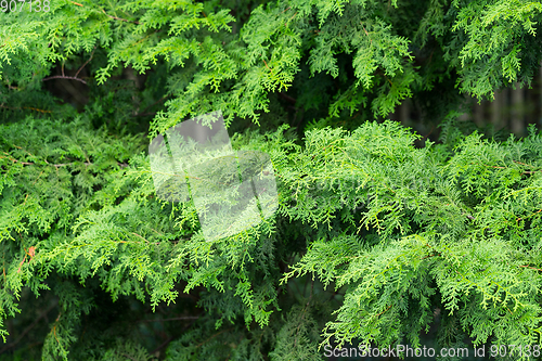 Image of Pine tree