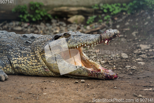 Image of Crocodile with injured Open Mouth