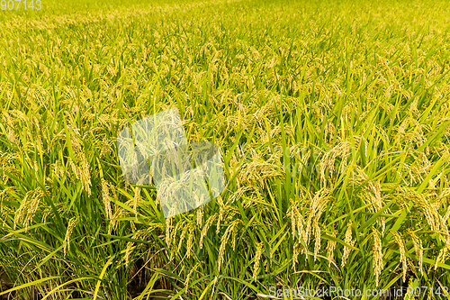 Image of Green paddy rice