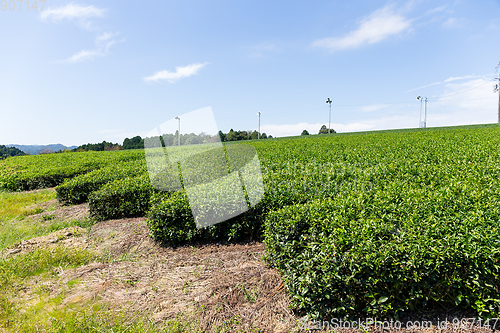 Image of Tea plant