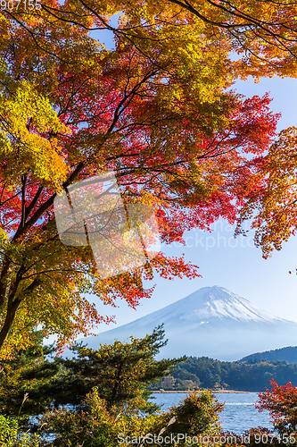 Image of Mount Fuji which is viewed from lake Kawaguchi in autumn