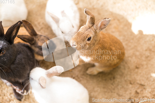 Image of Cute rabbit in farm