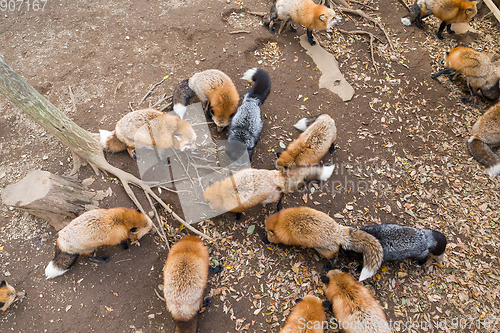 Image of Group of fox eating together