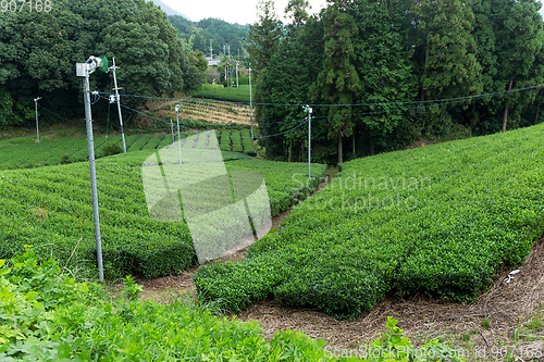 Image of Tea field