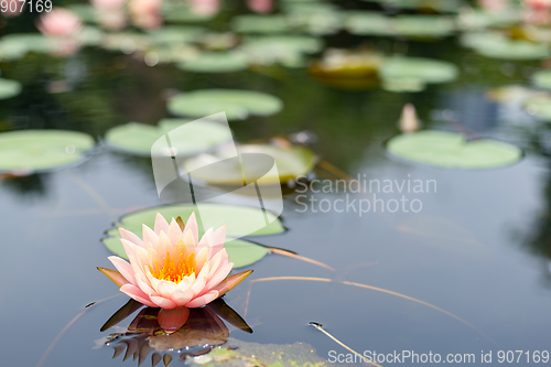 Image of Lotus flower plants