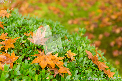 Image of Autumn maple tree