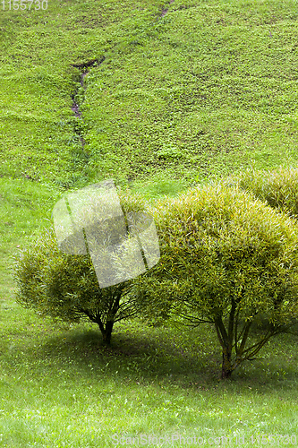 Image of trees and grass