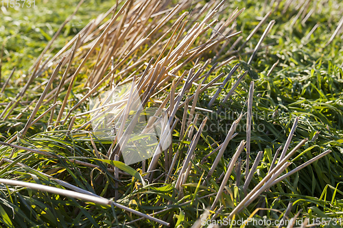 Image of stubble field