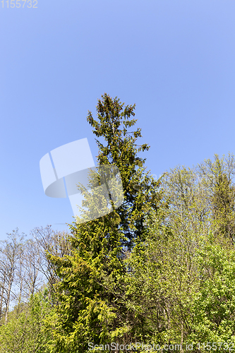 Image of Spruce in spring