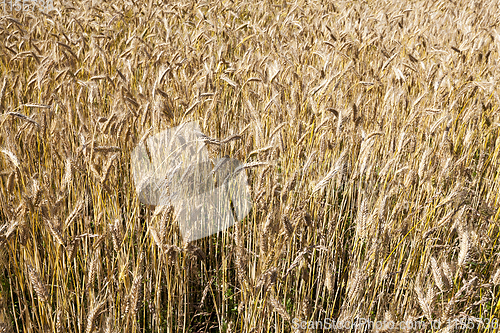 Image of ear rye