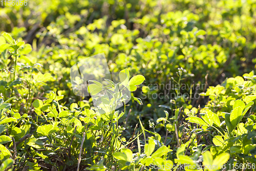 Image of growing mown grass
