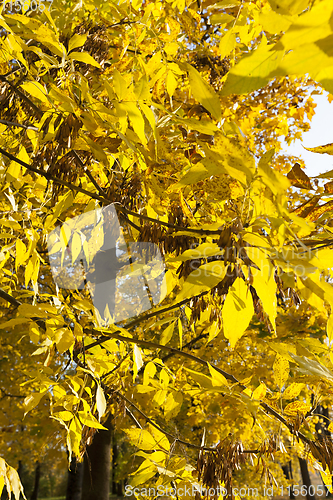 Image of lush yellowed foliage