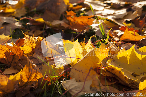 Image of fallen yellow foliage