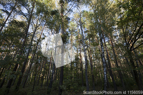 Image of mixed forest