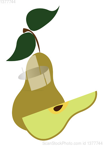 Image of  A light green color pear, vector or color illustration.