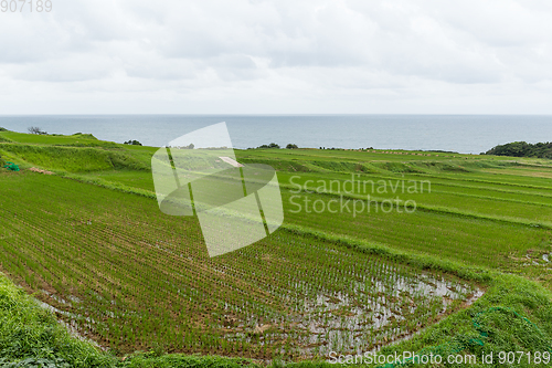 Image of Paddy Rice field