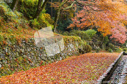 Image of Garden with red maple tree