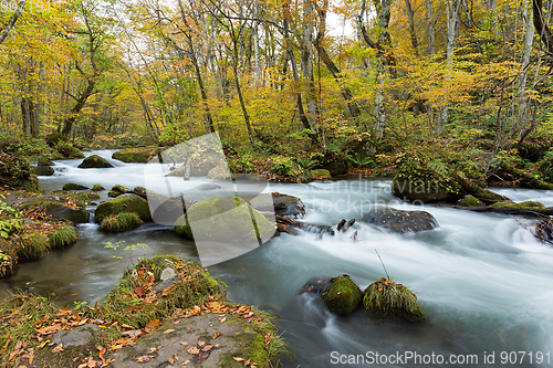Image of Oirase Stream flowing through the autumn forest
