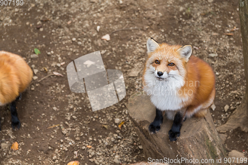 Image of Adorable Fox looking up