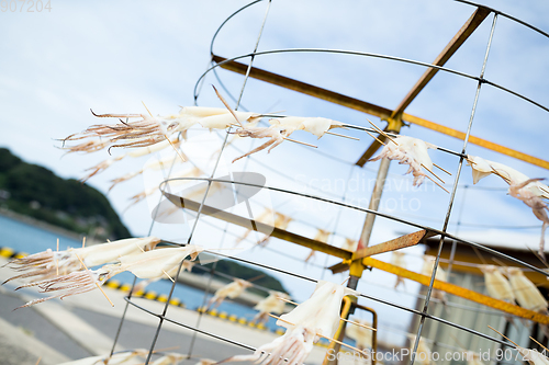 Image of Drying squid on shore