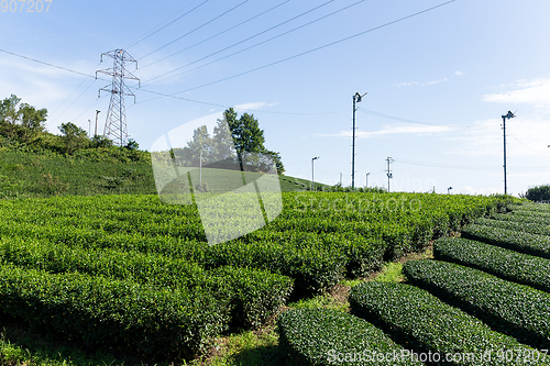 Image of Tea plantation in highland