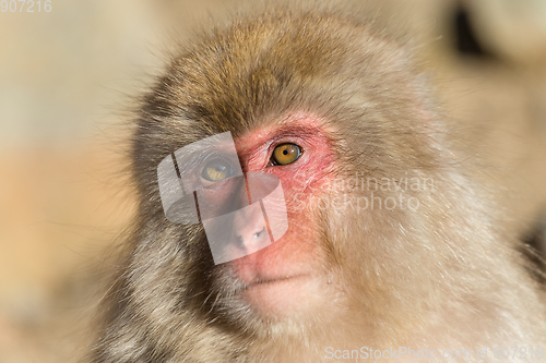 Image of Snow Monkey