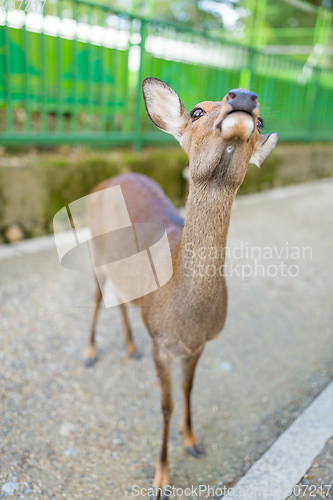 Image of Deer looking for food