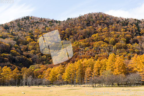 Image of Mountain and forest in autumn 