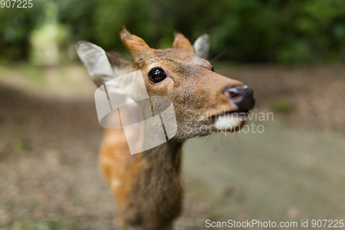 Image of Deer close up