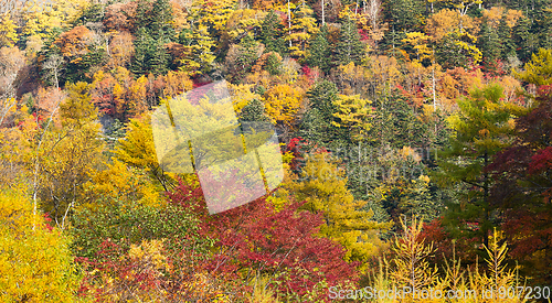 Image of Beautiful forest in autumn