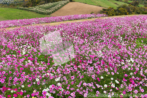 Image of Cosmos flower field