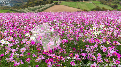 Image of Cosmos flower garden