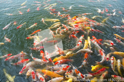 Image of Koi fish