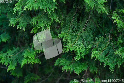 Image of Green pine tree
