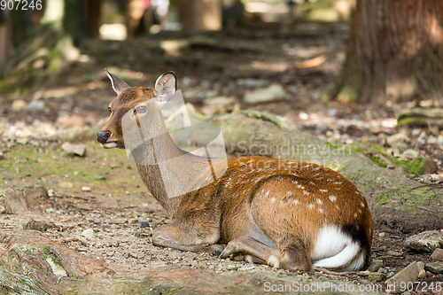 Image of Deer lying down