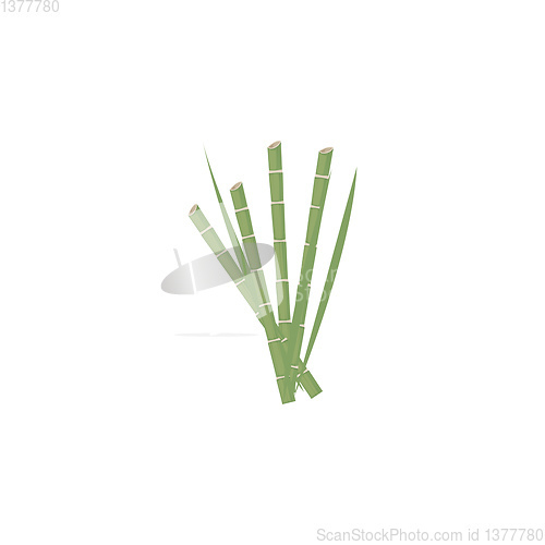 Image of Image of bamboo, vector or color illustration.
